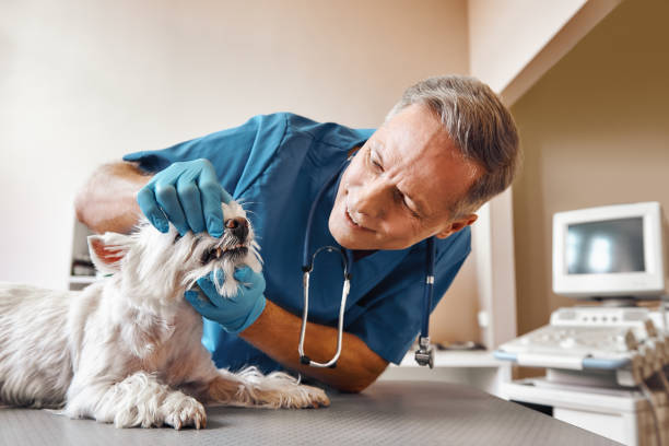 Best Emergency Wisdom Tooth Extraction in Pato, WA